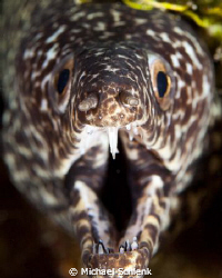 Spotted moray...a dentist's dream by Michael Schlenk 